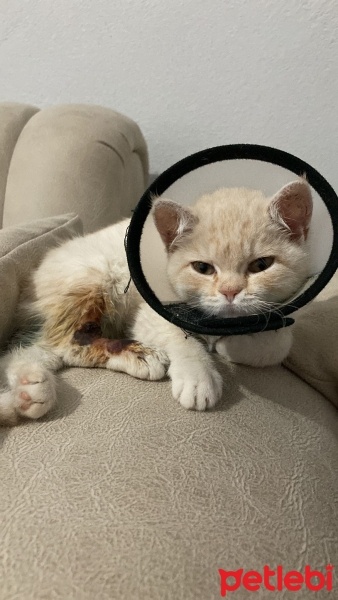 British Shorthair, Kedi  BADE fotoğrafı