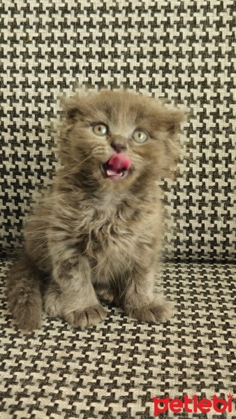 Scottish Fold, Kedi  Miu fotoğrafı