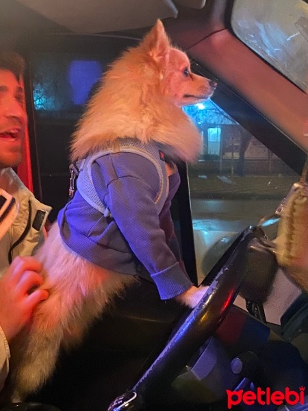 Pomeranyalı, Köpek  Zeus fotoğrafı