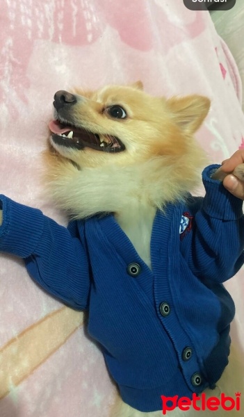 Pomeranyalı, Köpek  Zeus fotoğrafı