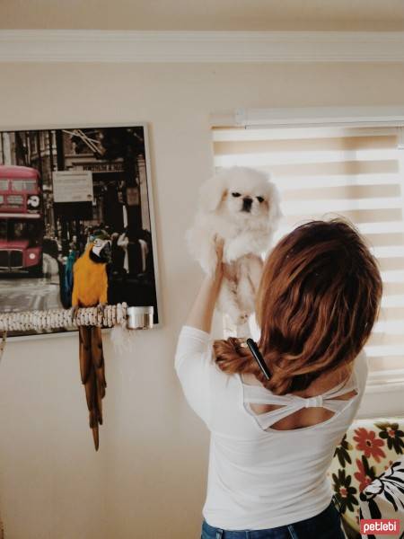 Bichon Havanese, Köpek  Cazgır fotoğrafı