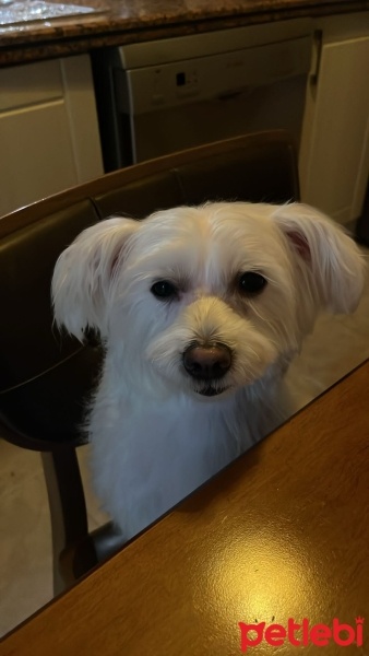 Maltese, Köpek  Sütlaç fotoğrafı