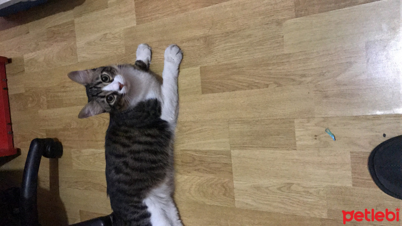 Tekir Kedi, Kedi  Miso fotoğrafı