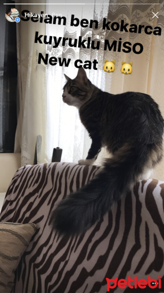 Tekir Kedi, Kedi  Miso fotoğrafı