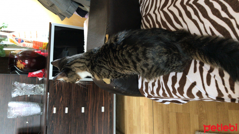 Tekir Kedi, Kedi  Miso fotoğrafı