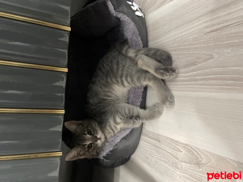 British Shorthair, Kedi  Çıtır fotoğrafı