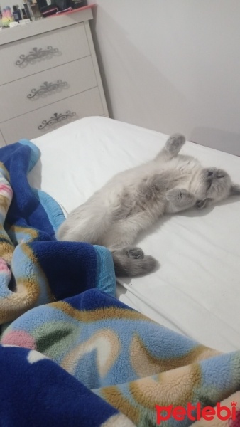 British Shorthair, Kedi  Ponçik fotoğrafı
