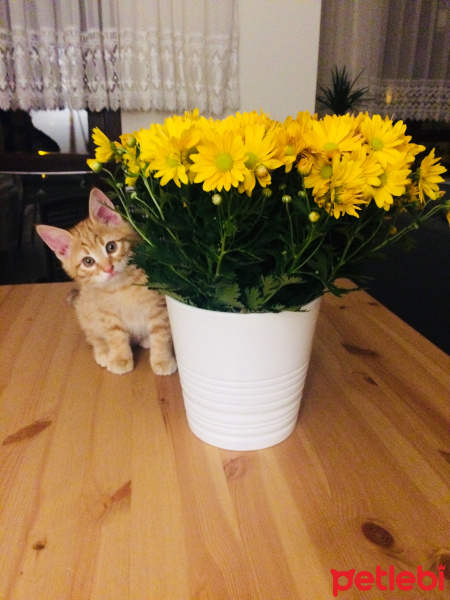 Tekir Kedi, Kedi  Tarçın fotoğrafı