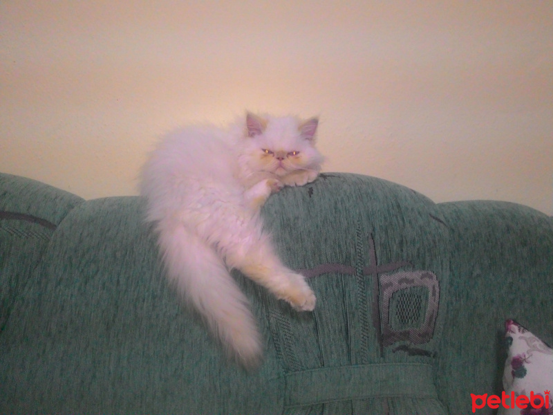 İran Kedisi (Persian), Kedi  yumoş fotoğrafı