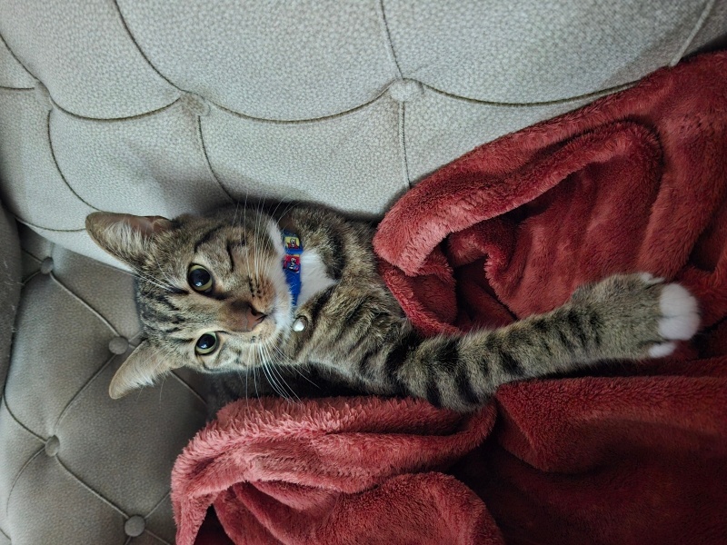 Tekir Kedi, Kedi  Paşa fotoğrafı