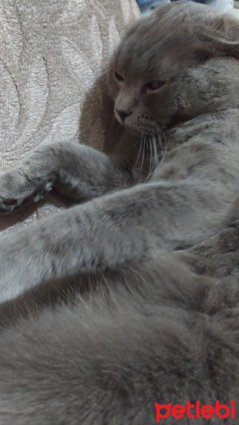 British Shorthair, Kedi  Şinasi fotoğrafı