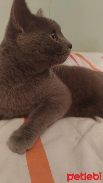 British Shorthair, Kedi  Şinasi fotoğrafı