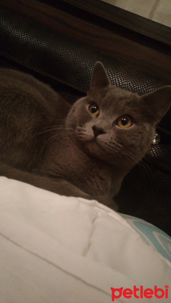 British Shorthair, Kedi  Şinasi fotoğrafı