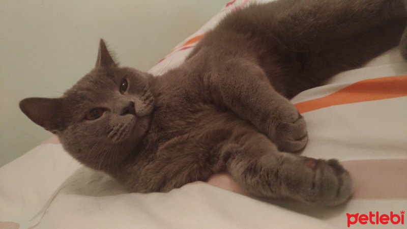 British Shorthair, Kedi  Şinasi fotoğrafı