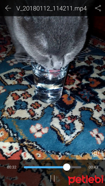 British Shorthair, Kedi  Şinasi fotoğrafı
