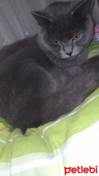 British Shorthair, Kedi  Şinasi fotoğrafı