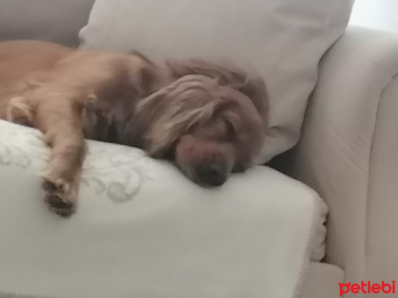 Amerikan Cocker Spaniel, Köpek  tarcin fotoğrafı