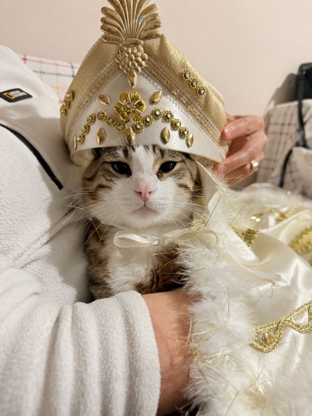 Tekir Kedi, Kedi  Çakır fotoğrafı