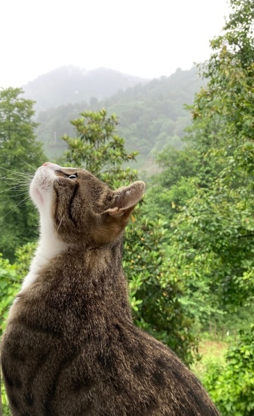 Tekir Kedi, Kedi  Çakır fotoğrafı
