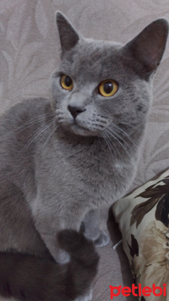 British Shorthair, Kedi  Şinasi fotoğrafı