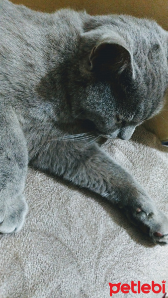 British Shorthair, Kedi  Şinasi fotoğrafı