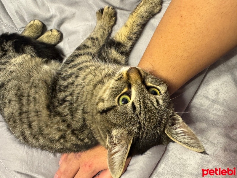 Tekir Kedi, Kedi  Şimo fotoğrafı