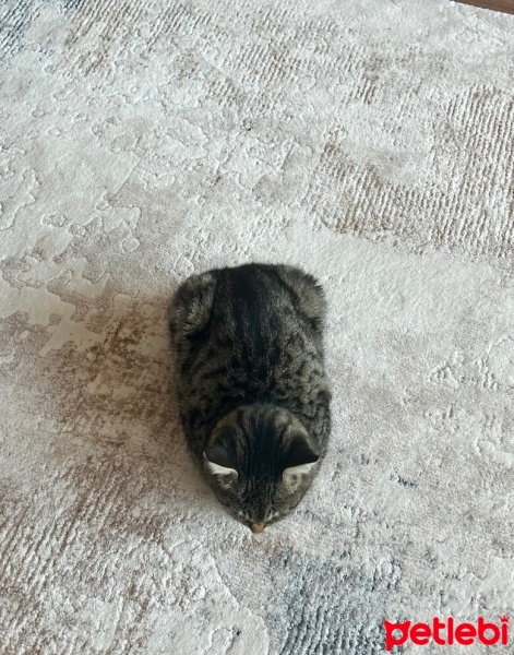 Tekir Kedi, Kedi  Şimo fotoğrafı