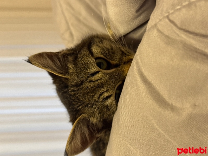 Tekir Kedi, Kedi  Şimo fotoğrafı