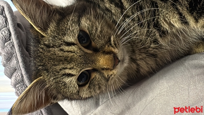 Tekir Kedi, Kedi  Şimo fotoğrafı