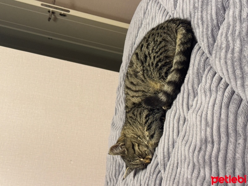 Tekir Kedi, Kedi  Şimo fotoğrafı