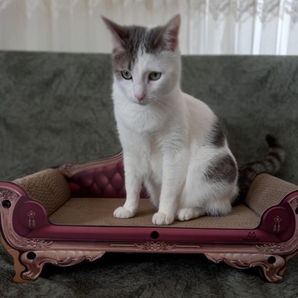 Tekir Kedi, Kedi  Miyavsu fotoğrafı