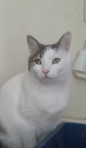 Tekir Kedi, Kedi  Miyavsu fotoğrafı