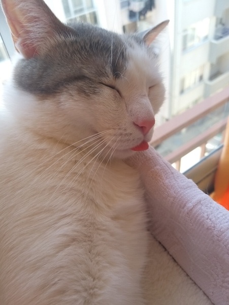 Tekir Kedi, Kedi  Miyavsu fotoğrafı