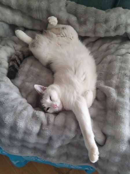 Tekir Kedi, Kedi  Miyavsu fotoğrafı