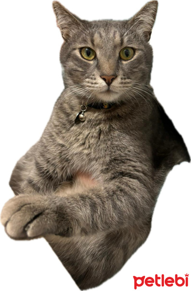 Tekir Kedi, Kedi  Simba fotoğrafı