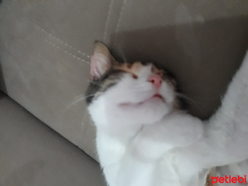 Tuxedo (Smokin) Kedi, Kedi  Ayşe hatun fotoğrafı