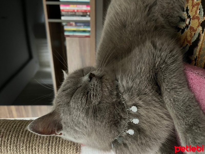 British Shorthair, Kedi  Paris fotoğrafı