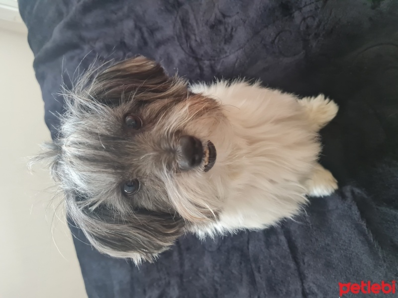 Maltese, Köpek  Cooper fotoğrafı