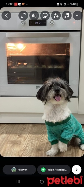 Maltese, Köpek  Cooper fotoğrafı