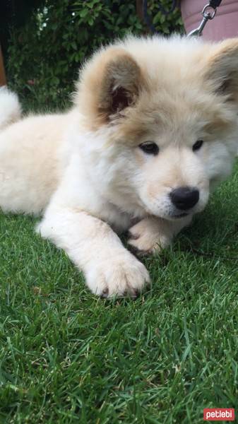 Chow Chow (çin Aslanı), Köpek  paşa fotoğrafı