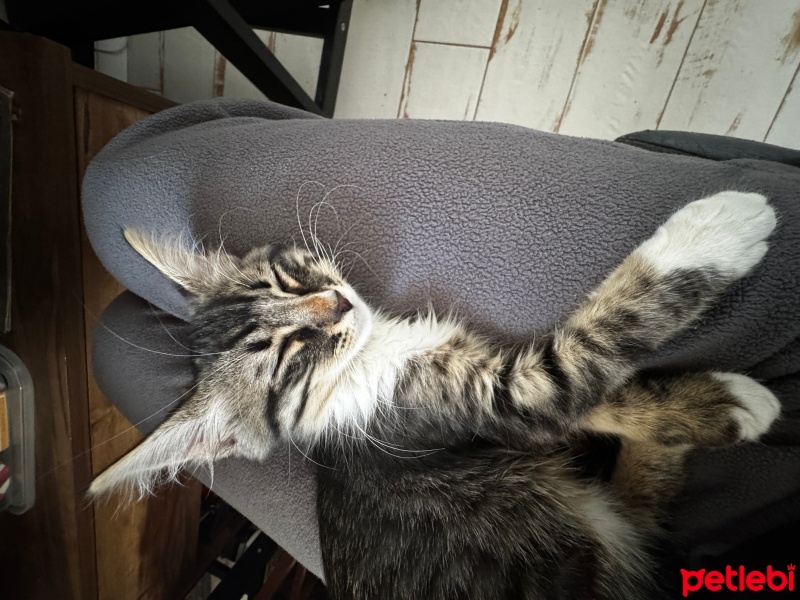 Tekir Kedi, Kedi  minik fotoğrafı