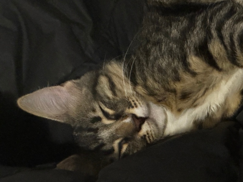 Tekir Kedi, Kedi  minik fotoğrafı