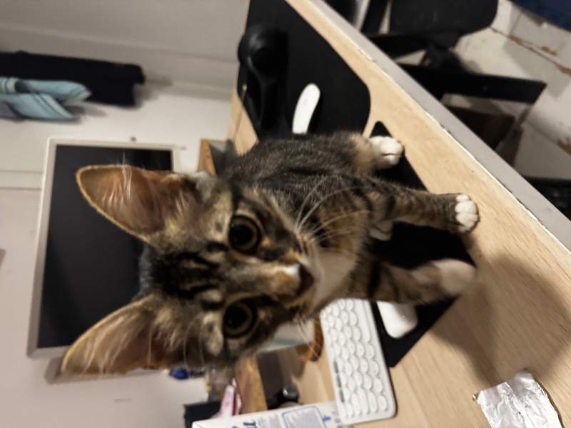 Tekir Kedi, Kedi  minik fotoğrafı