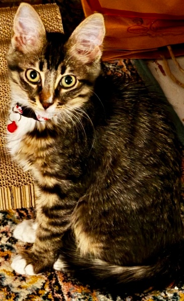 Tekir Kedi, Kedi  minik fotoğrafı
