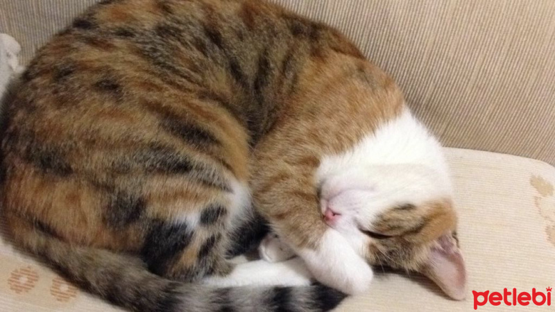 Tekir Kedi, Kedi  Ezgi  fotoğrafı