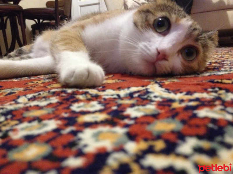 Tekir Kedi, Kedi  Ezgi  fotoğrafı
