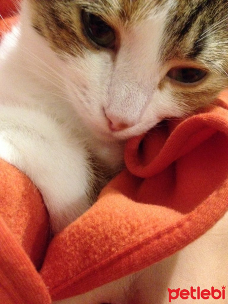Tekir Kedi, Kedi  Ezgi  fotoğrafı