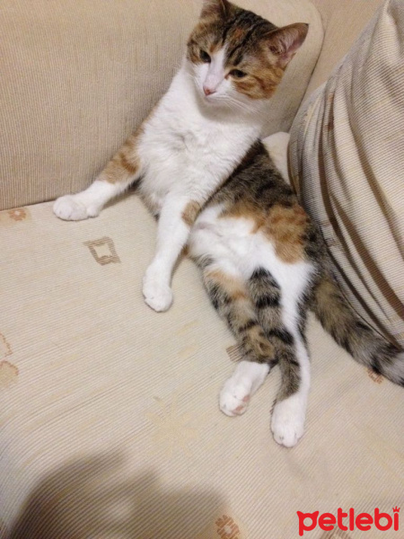 Tekir Kedi, Kedi  Ezgi  fotoğrafı