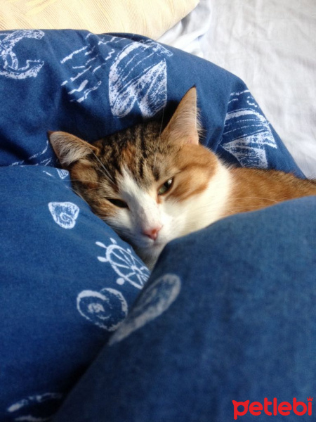 Tekir Kedi, Kedi  Ezgi  fotoğrafı