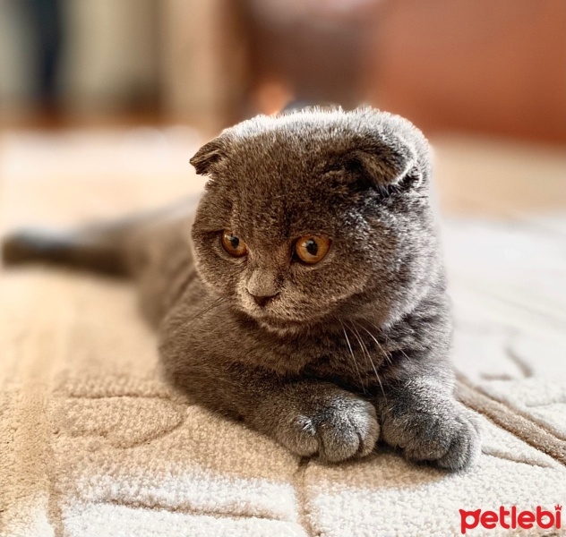 Scottish Fold, Kedi  Oscar fotoğrafı